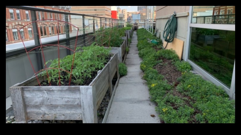 زهر وسط المباني: أسرار البستنة الحضرية