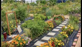 زهر وسط المباني: أسرار البستنة الحضرية