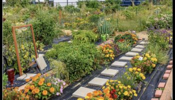 زهر وسط المباني: أسرار البستنة الحضرية