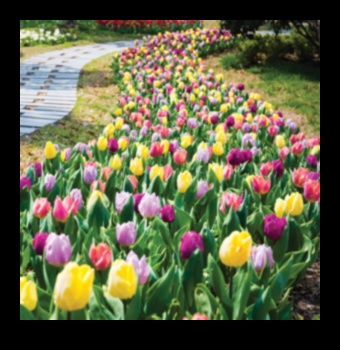 انتصار وقت الأداة: ارفع حديقتك بالأفضل