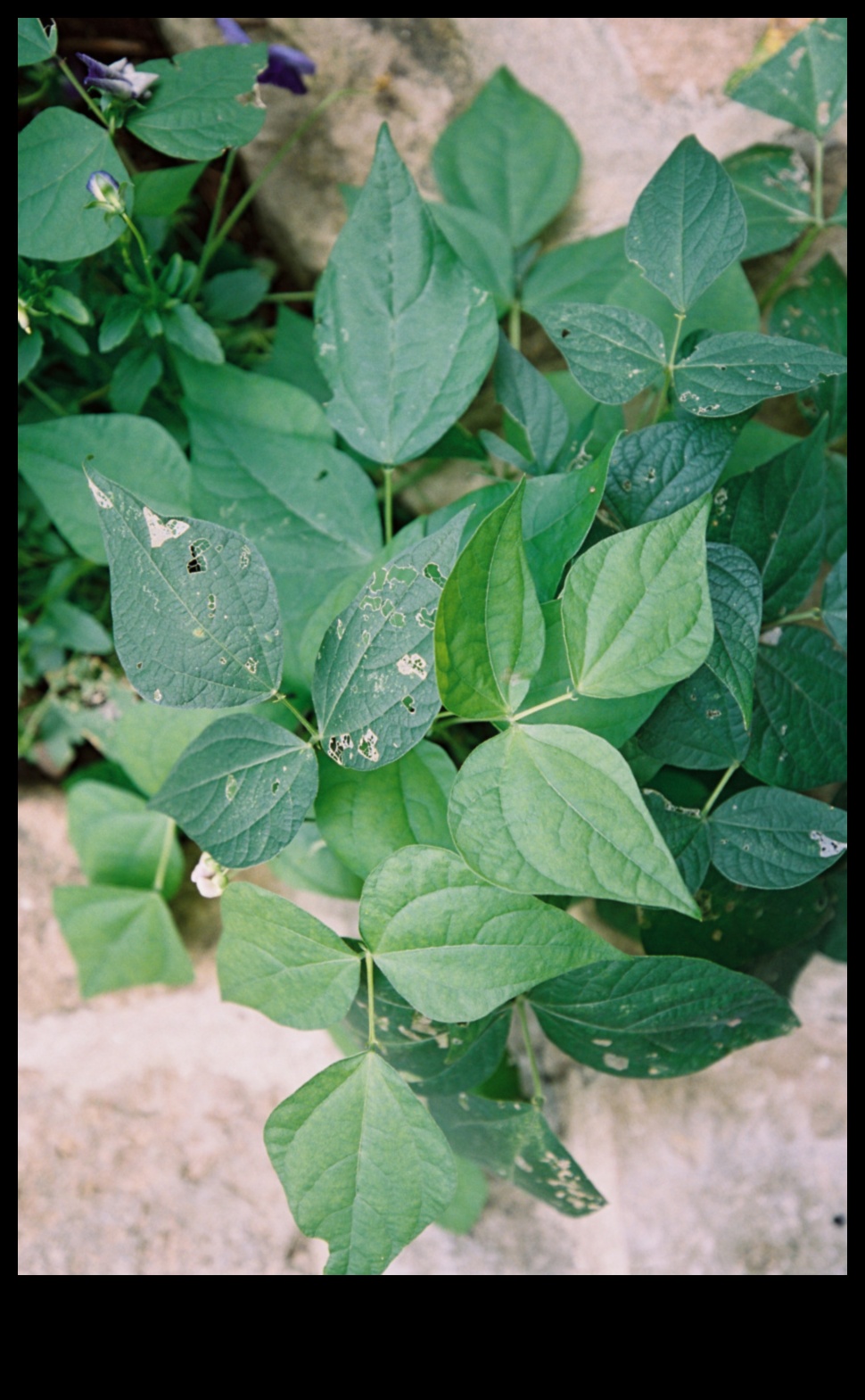 الخضر في خطر؟ نصائح تكتيكية لمكافحة آفات الحديقة