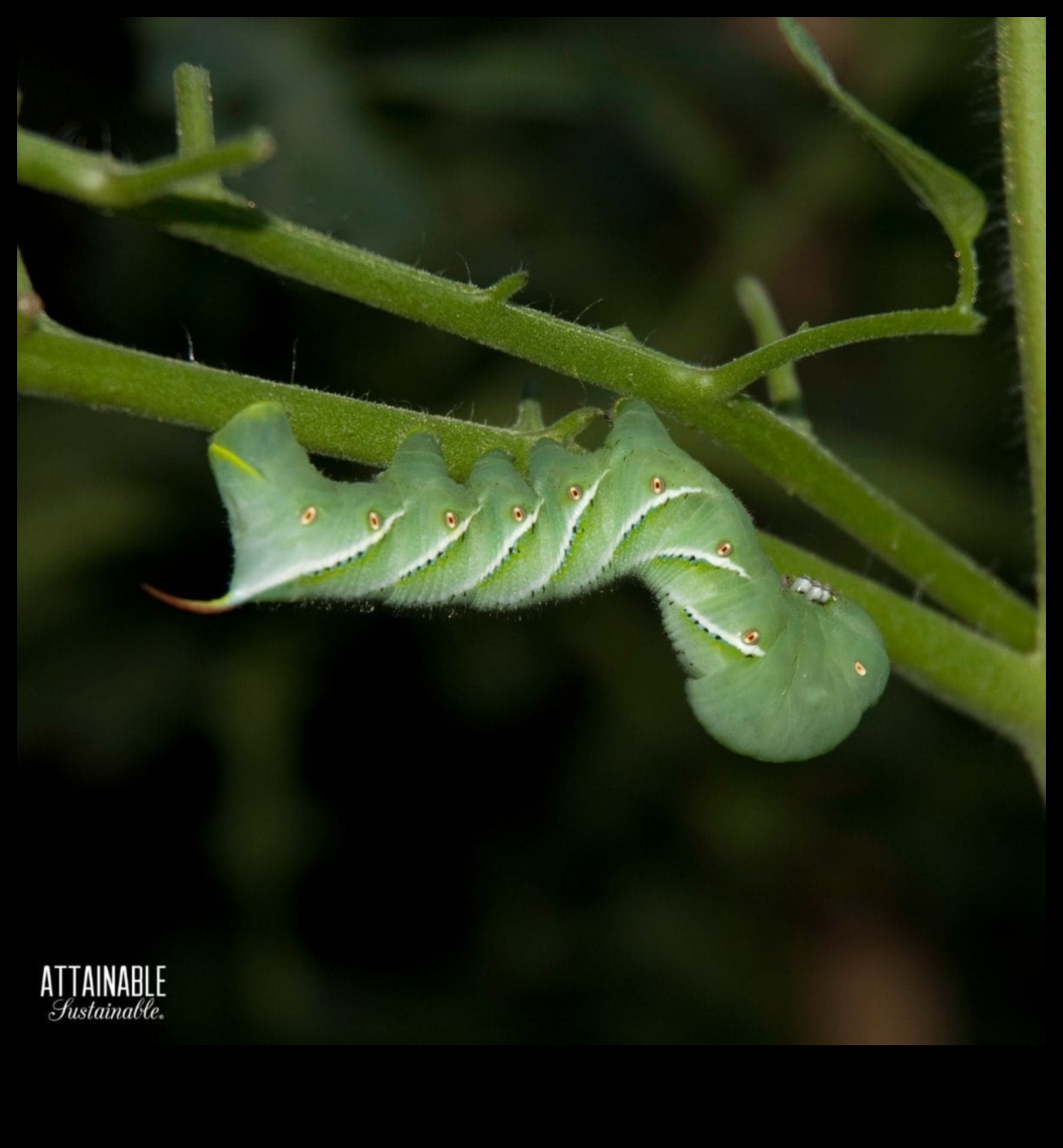 الخضر في خطر؟ نصائح تكتيكية لمكافحة آفات الحديقة