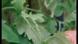 الخضر في خطر؟ نصائح تكتيكية لمكافحة آفات الحديقة