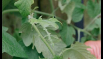 الخضر في خطر؟ نصائح تكتيكية لمكافحة آفات الحديقة