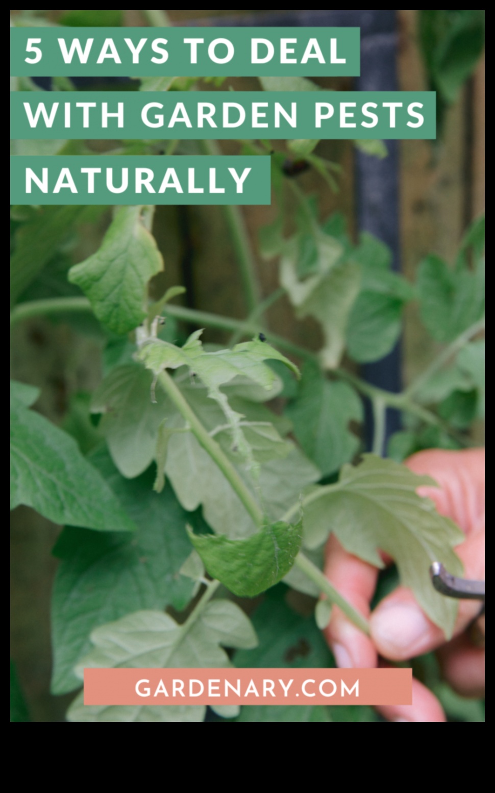 الخضر في خطر؟ نصائح تكتيكية لمكافحة آفات الحديقة